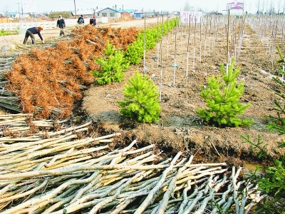 黑龙江省十年坚守生态工程 退耕还林近1500万亩-资讯-环境生态网