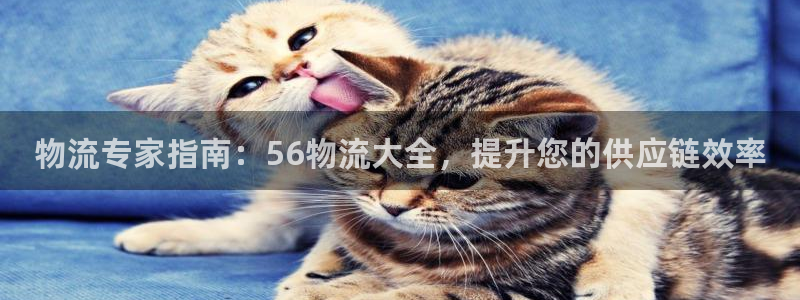 28圈预测网