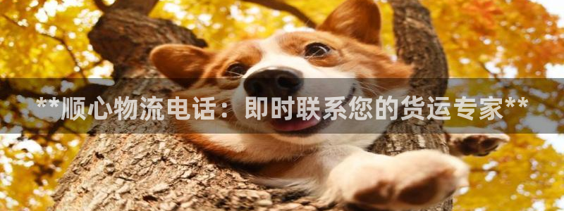 28圈加拿大能提现吗：**顺心物流电