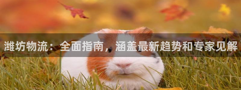 28圈入口问一问：潍坊物流：全面指南