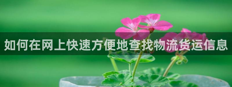 28圈加拿大最新版：如何在网上快速方