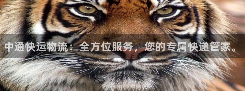 28圈注册网址:中通快运物流:全方位