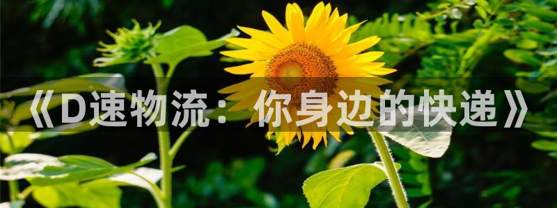 28圈游戏官网入口：《D速物流：你身